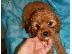 PoulaTo: cavapoo puppies